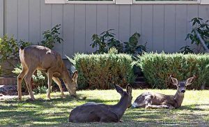 Designing your Yard to Eliminate Destructive Wildlife