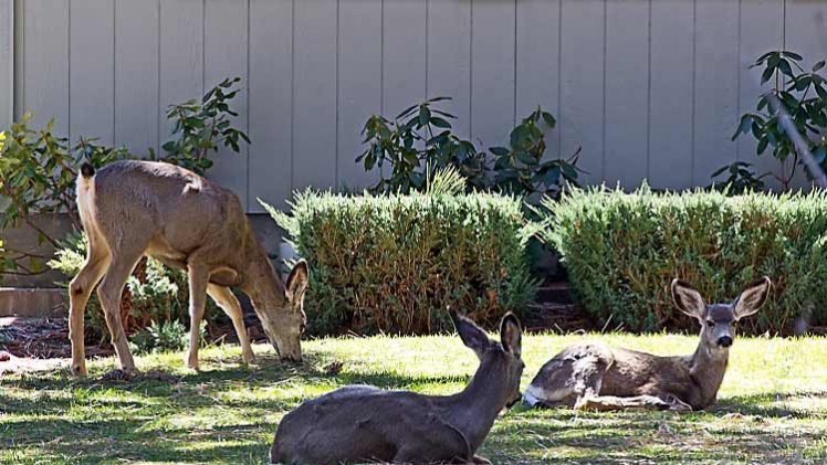 Designing your Yard to Eliminate Destructive Wildlife