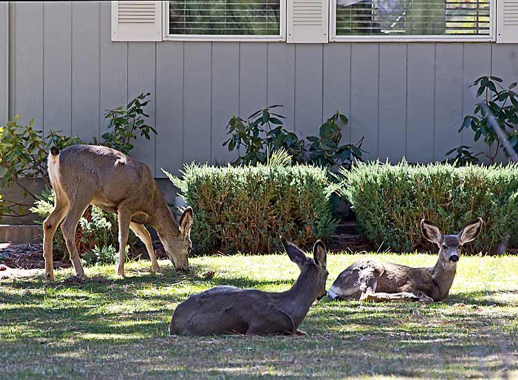 Designing your Yard to Eliminate Destructive Wildlife