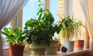 Going on Holiday? Here’s How to Make Sure Your Pot Plants Survive