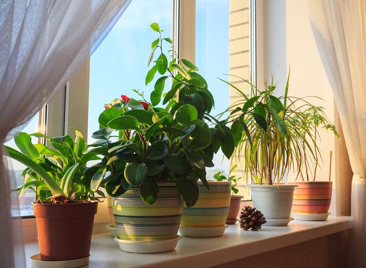 Going on Holiday? Here’s How to Make Sure Your Pot Plants Survive